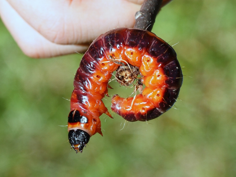 Bruco di Noctuidae? No, Cossidae: Cossus cossus